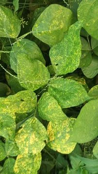 Close-Up of Green Leaves with Yellow Patterns and Plant Foliage Stock-Fotos