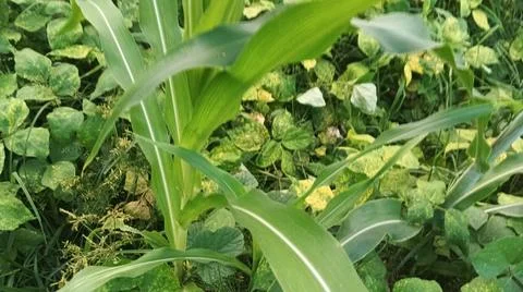 Close-Up of Green Leaves with Yellow Patterns and Plant Foliage Stock Photos