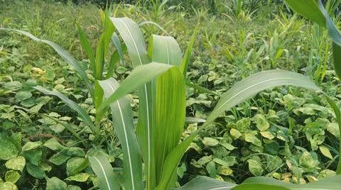 Close-Up of Green Leaves with Yellow Patterns and Plant Foliage Stock Photos