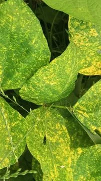 Close-Up of Green Leaves with Yellow Patterns and Plant Foliage Stock Photos