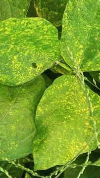 Close-Up of Green Leaves with Yellow Patterns and Plant Foliage Stock Photos