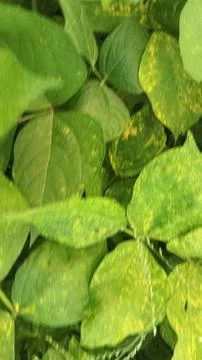 Close-Up of Green Leaves with Yellow Patterns and Plant Foliage Stock Photos