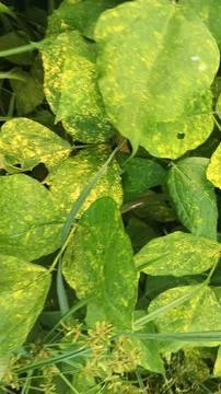 Close-Up of Green Leaves with Yellow Patterns and Plant Foliage Stock Photos
