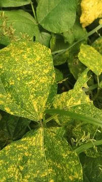 Close-Up of Green Leaves with Yellow Patterns and Plant Foliage Stock Photos
