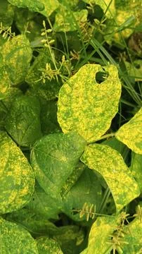 Close-Up of Green Leaves with Yellow Patterns and Plant Foliage Stock Photos