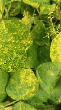 Close-Up of Green Leaves with Yellow Patterns and Plant Foliage Stock Photos