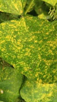 Close-Up of Green Leaves with Yellow Patterns and Plant Foliage Stock Photos