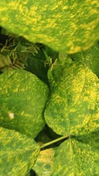 Close-Up of Green Leaves with Yellow Patterns and Plant Foliage Stock Photos