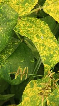 Close-Up of Green Leaves with Yellow Patterns and Plant Foliage Stock Photos