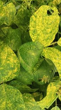 Close-Up of Green Leaves with Yellow Patterns and Plant Foliage Stock Photos