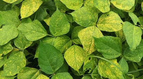 Close-Up of Green Leaves with Yellow Patterns and Plant Foliage Stock Photos