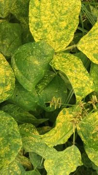 Close-Up of Green Leaves with Yellow Patterns and Plant Foliage 스톡 사진
