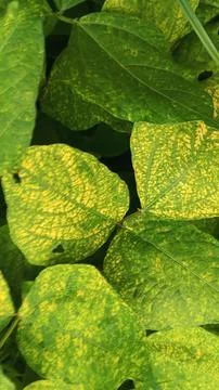 Close-Up of Green Leaves with Yellow Patterns and Plant Foliage Stock Photos