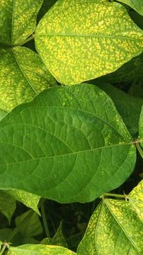 Close-Up of Green Leaves with Yellow Patterns and Plant Foliage Stock Photos