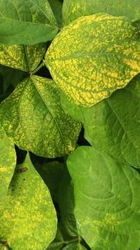 Close-Up of Green Leaves with Yellow Patterns and Plant Foliage Stock Photos