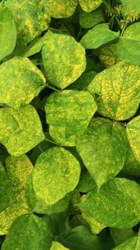 Close-Up of Green Leaves with Yellow Patterns and Plant Foliage Stock Photos