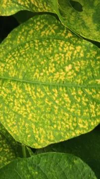 Close-Up of Green Leaves with Yellow Patterns and Plant Foliage Foto stock