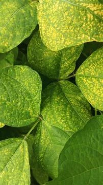 Close-Up of Green Leaves with Yellow Patterns and Plant Foliage Stock Photos