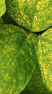 Close-Up of Green Leaves with Yellow Patterns and Plant Foliage Stock Photos