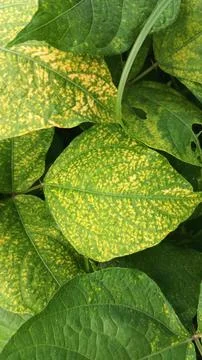 Close-Up of Green Leaves with Yellow Patterns and Plant Foliage Stock-Fotos