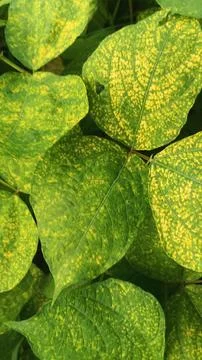 Close-Up of Green Leaves with Yellow Patterns and Plant Foliage Stock Photos