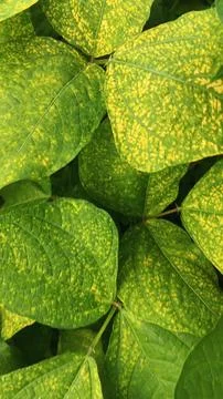 Close-Up of Green Leaves with Yellow Patterns and Plant Foliage Stock Photos