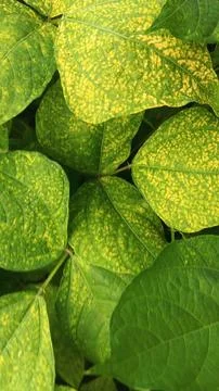 Close-Up of Green Leaves with Yellow Patterns and Plant Foliage Stock Photos
