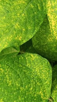 Close-Up of Green Leaves with Yellow Patterns and Plant Foliage Foto stock