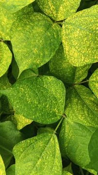 Close-Up of Green Leaves with Yellow Patterns and Plant Foliage Stock Photos