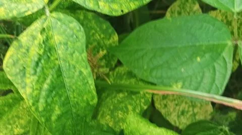 Close-Up of Green Leaves with Yellow Patterns and Plant Foliage Stock Photos