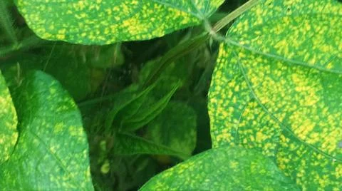 Close-Up of Green Leaves with Yellow Patterns and Plant Foliage Stock Photos