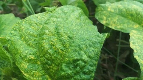 Close-Up of Green Leaves with Yellow Patterns and Plant Foliage Stock Photos