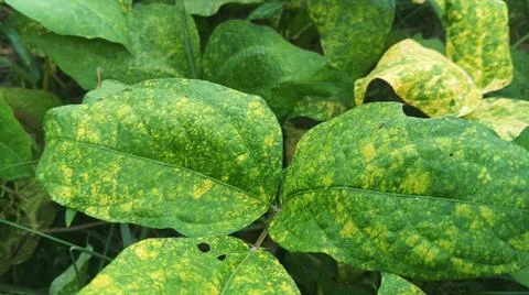 Close-Up of Green Leaves with Yellow Patterns and Plant Foliage Stock Photos