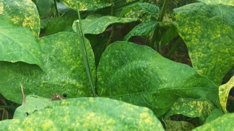 Close-Up of Green Leaves with Yellow Patterns and Plant Foliage Stock Photos