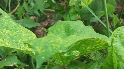 Close-Up of Green Leaves with Yellow Patterns and Plant Foliage Stock Photos