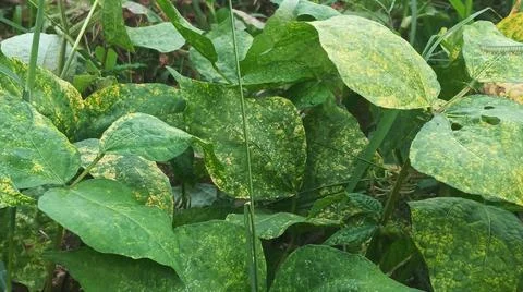 Close-Up of Green Leaves with Yellow Patterns and Plant Foliage Stock Photos