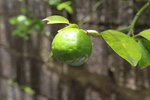 Close up on green lemon fruit Stock Photos