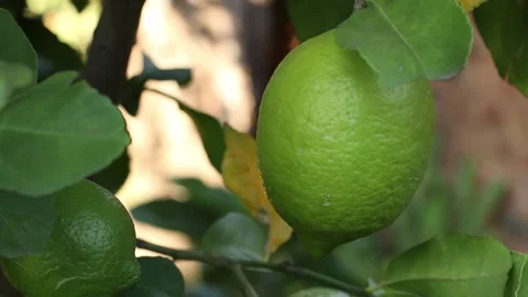 Close up of green lemon hanging on tree Stock Footage 153209078