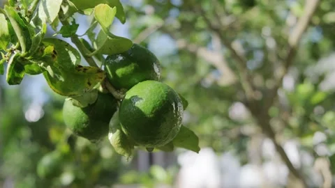 Close Up of Green lemons on the tree Stock Footage 164351526