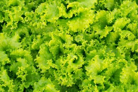 Close up green lettuce background Stock Photos