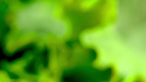 Close-up Green Lettuce Stock Footage 79409517