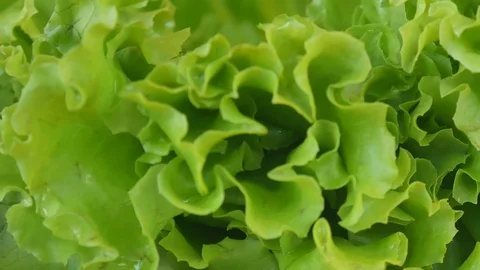 Close up on green letture. Stock Footage 100630104