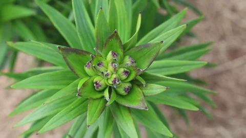 Close-up of green lily buds developing at the top of a stem Stock Footage 339266002