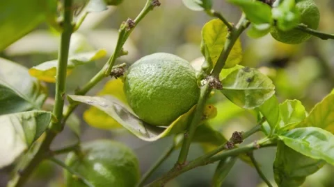 Close-up of a green lime growing on a tree branch, captured in 4K slow moti.. Stock Footage 286111023