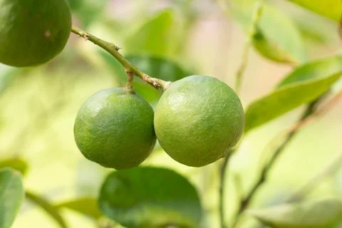 Close up Green lime on lime tree Stock Photos