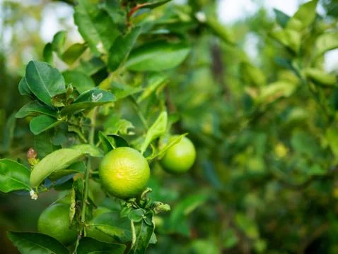 Close up green lime on trunk Foto stock
