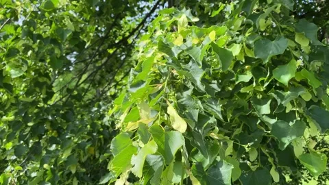 Close-up of green linden tree branches with young leaves and flower buds. Stock Footage 335232074