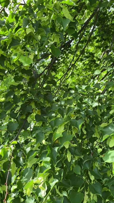 Close-up of green linden tree branches with young leaves and flower buds. Stock Footage 335232131