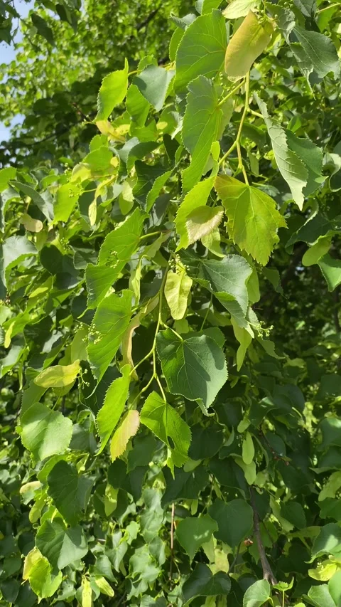 Close-up of green linden tree branches with young leaves and flower buds. Stock Footage 336266183