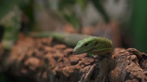 Close up of green lizard 4K Stock Footage 138022486